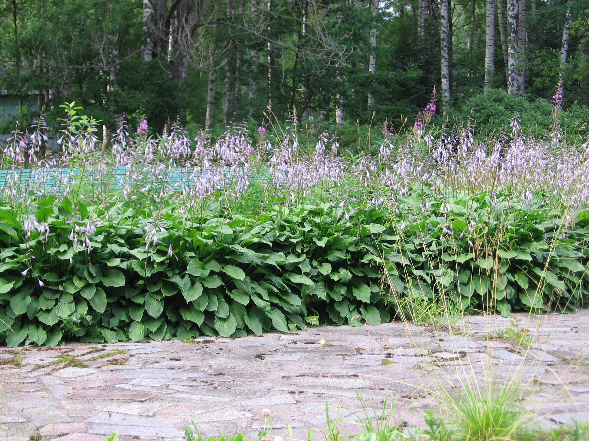 Дорожка, выложенная камнем, и газон с декоративными растениями